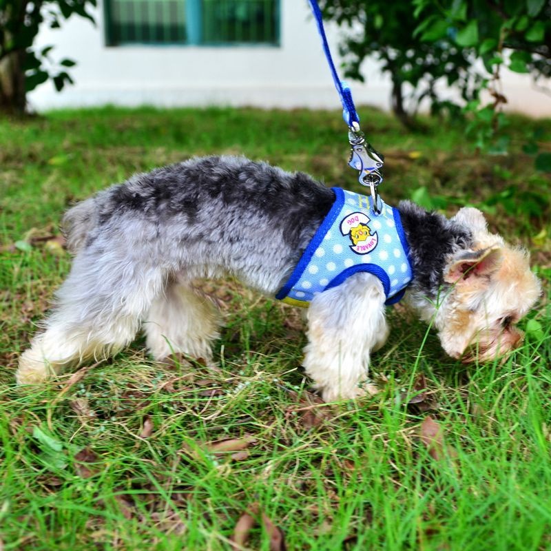 牽引紐通気小型ベスト犬チェーンテディはペットを連れて犬を散歩します