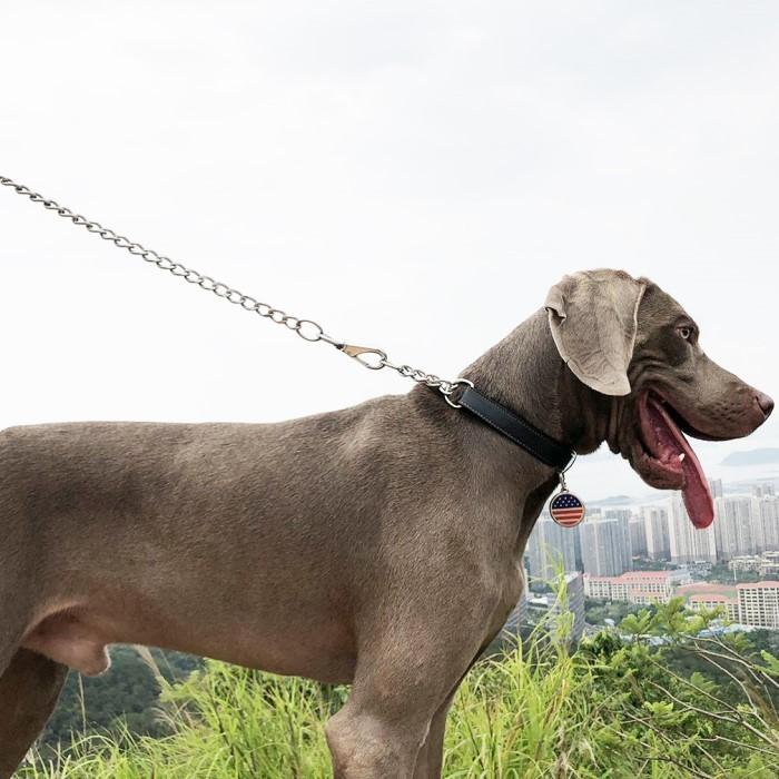 犬 ハーフチョーク 本革 首輪 犬首輪 革 おしゃれ かわいい 大型犬 犬の首輪 ゴールデン いぬ