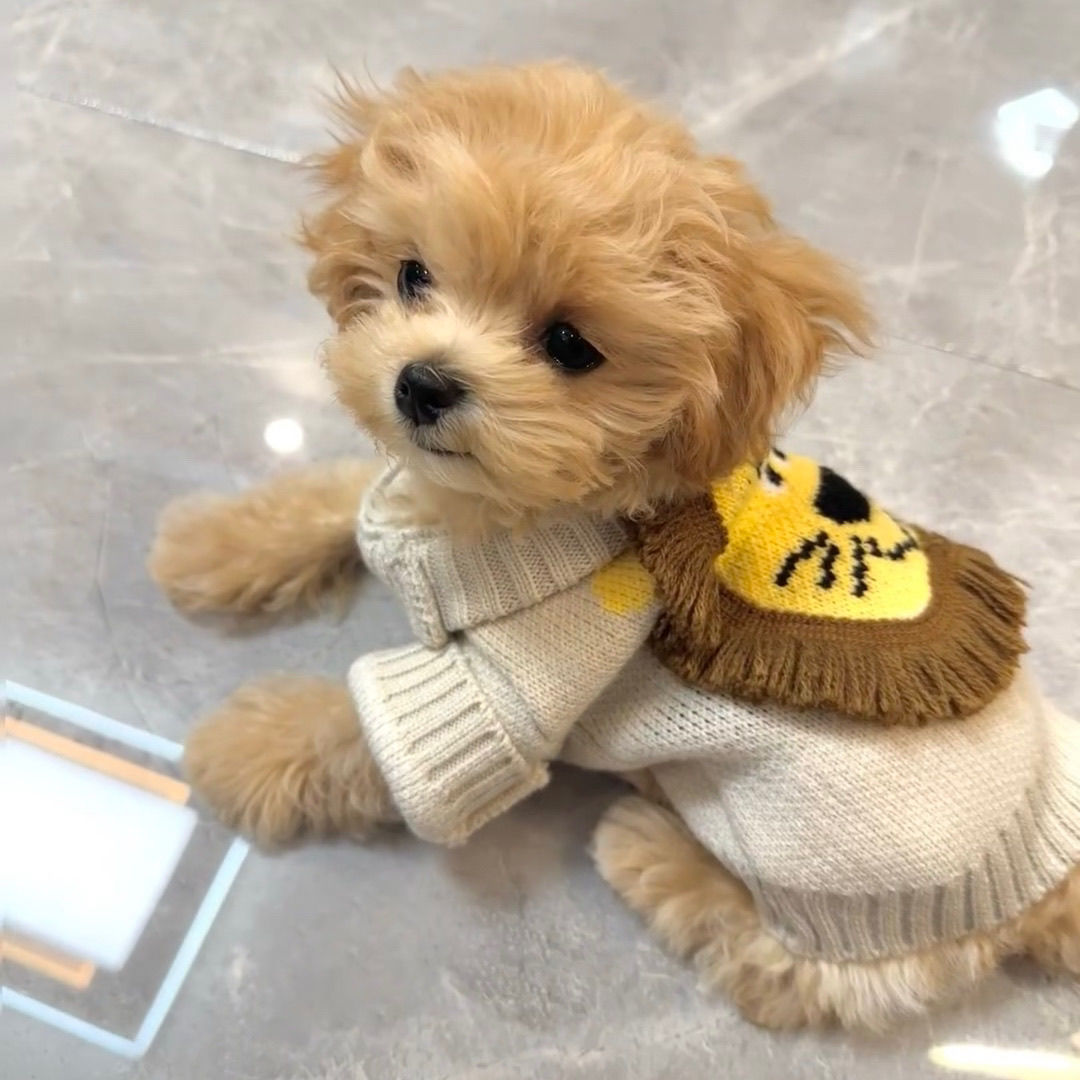犬 猫 服 ペット セーター エタイ ディボミ 子犬 セーター コート犬 服 犬 犬の服 犬 洋服 犬の服夏 犬洋服