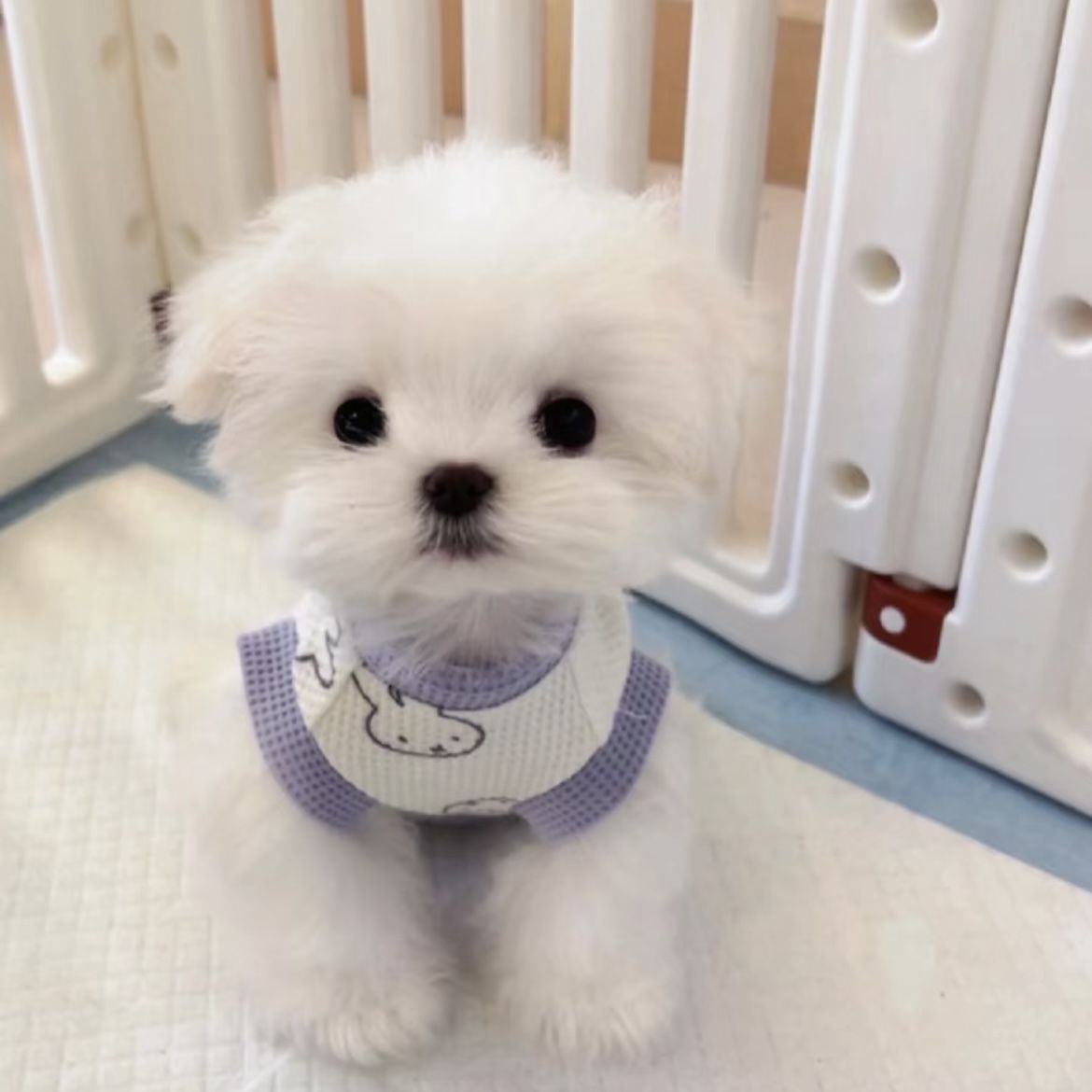 春と夏薄型犬ペット服小型犬テディマルチーズ抗脱毛カラーブロックベスト
