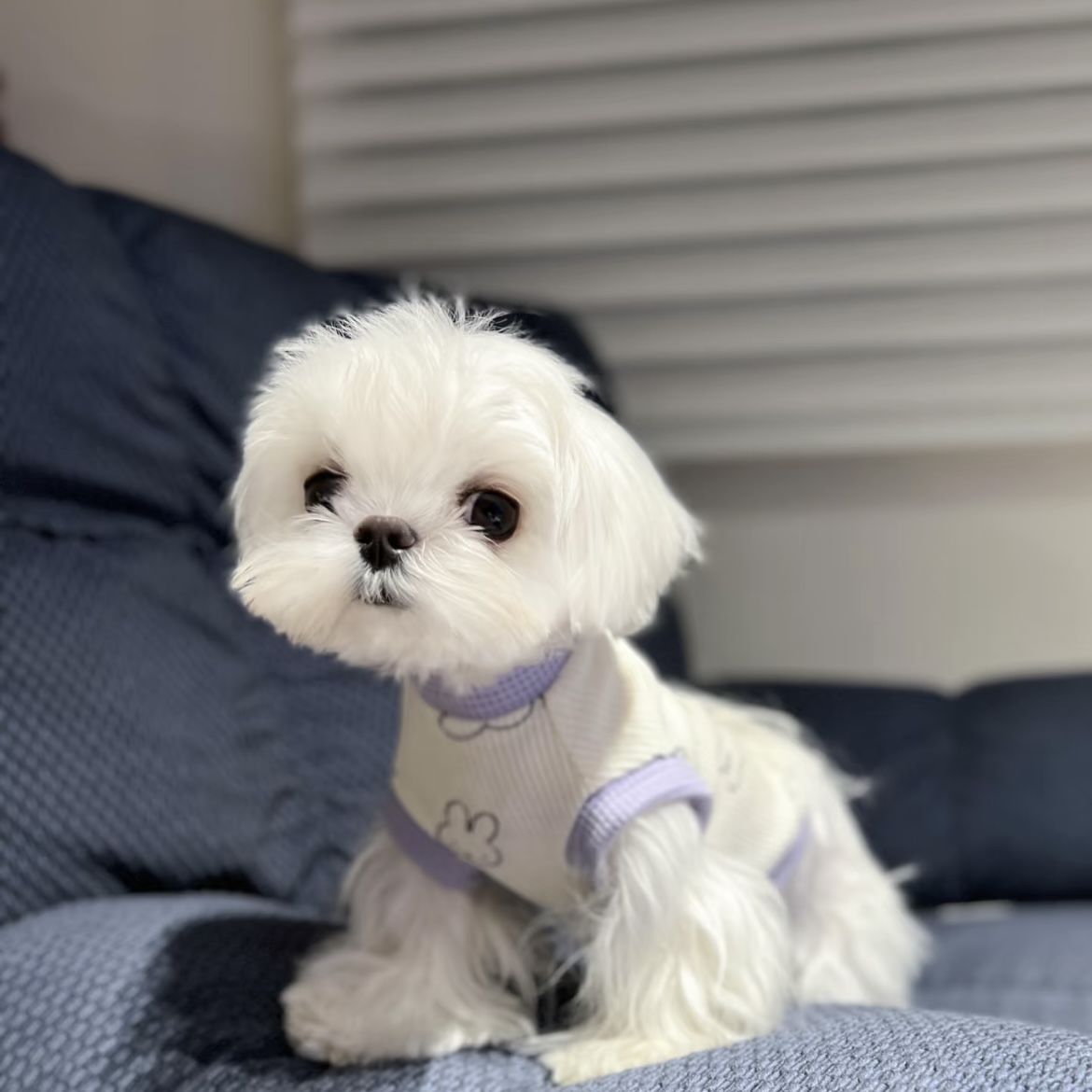 春と夏薄型犬ペット服小型犬テディマルチーズ抗脱毛カラーブロックベスト