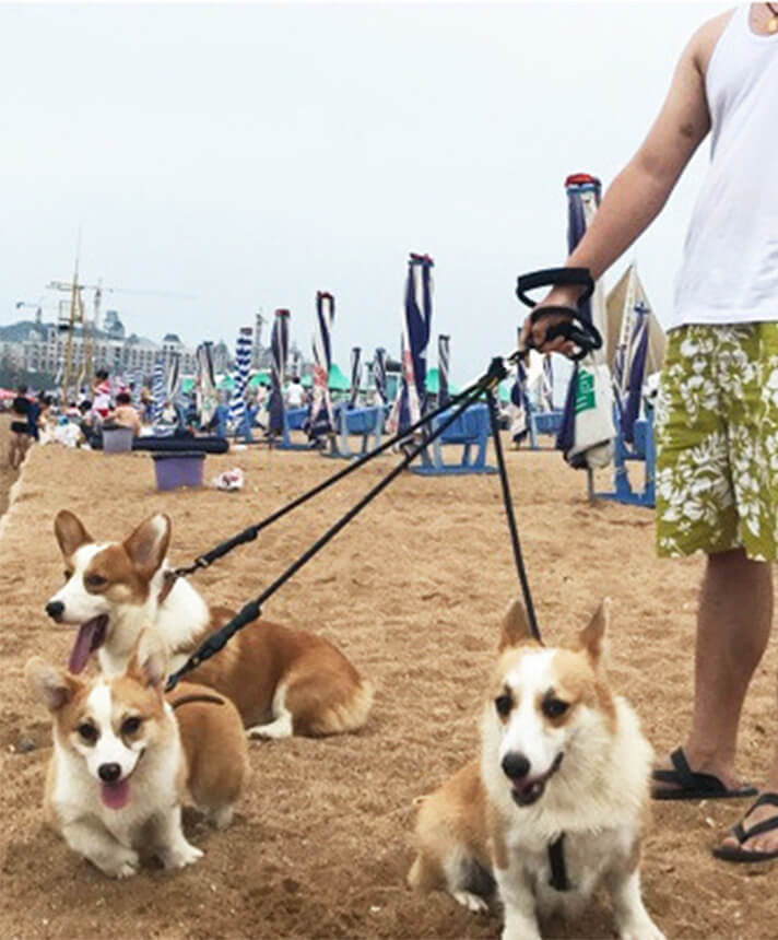 2C11リード 犬 多頭用 引きリード 犬用 中 大型犬用 超大型犬 ナイロン 丈夫 反射素材 手に優 しつけ 柔らかい 手に優しい ペット用品 散歩