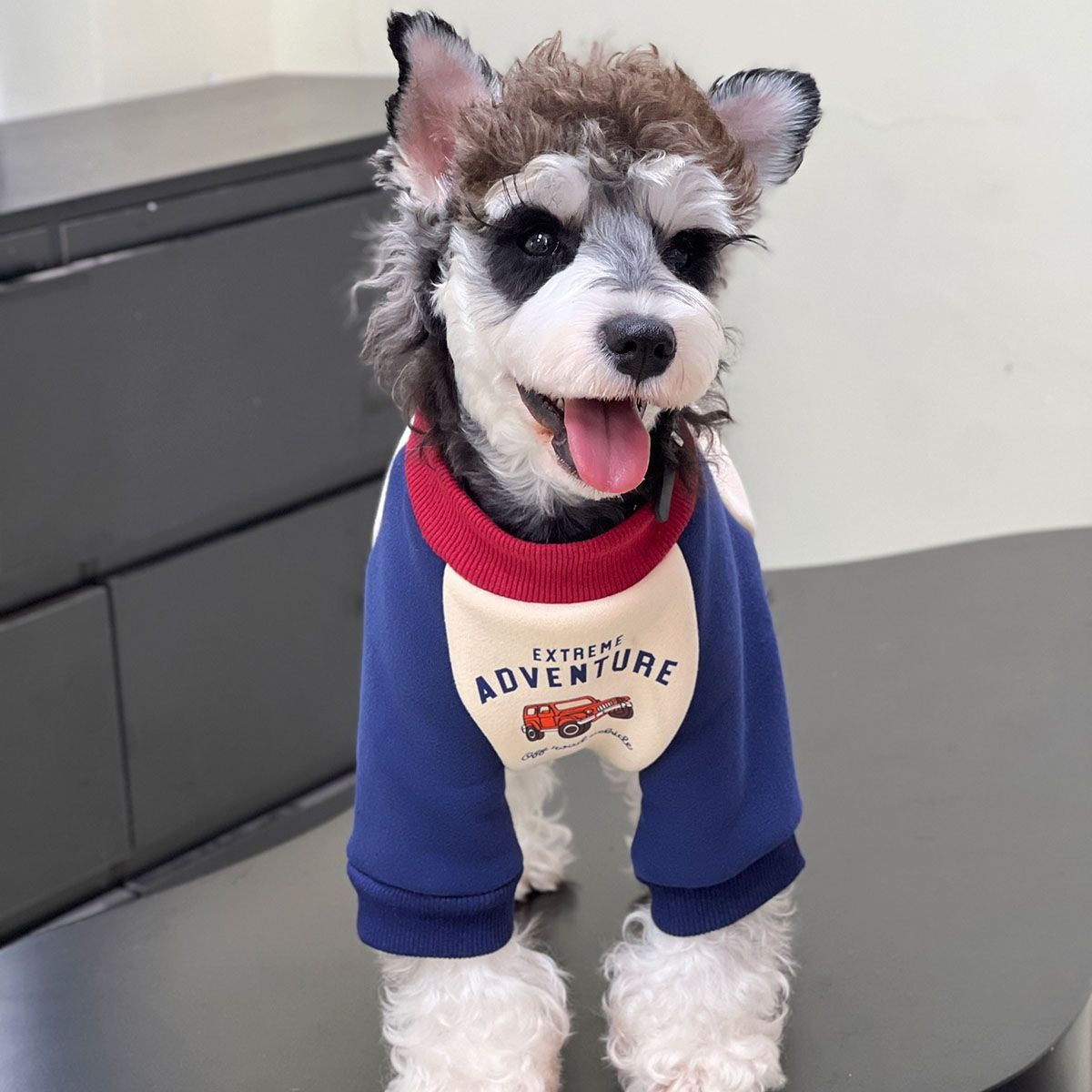 ペット 猫 犬の服 秋と冬 シュナウザーの服 パッチワーク タイド スウェット テディ ビションフリーゼ 犬 服 犬の服 犬 洋服 犬の服夏 犬洋服