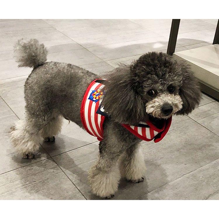 新商品プロモーション,数量限定 ペット用 犬用 ハーネスとリード2点セット 型ハーネス(胴輪)&リード ストレスを軽減 軽量 メッシュ 通気性あり マジックテープとペット用 犬用