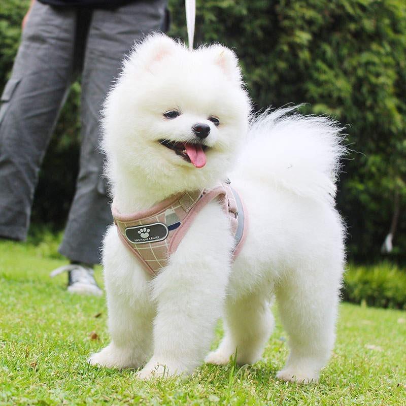 おしゃれな犬服付きセット 犬用ハーネスリード 送料無料 脱げない服 中型犬小型犬 ハーネス犬ベルトチェック