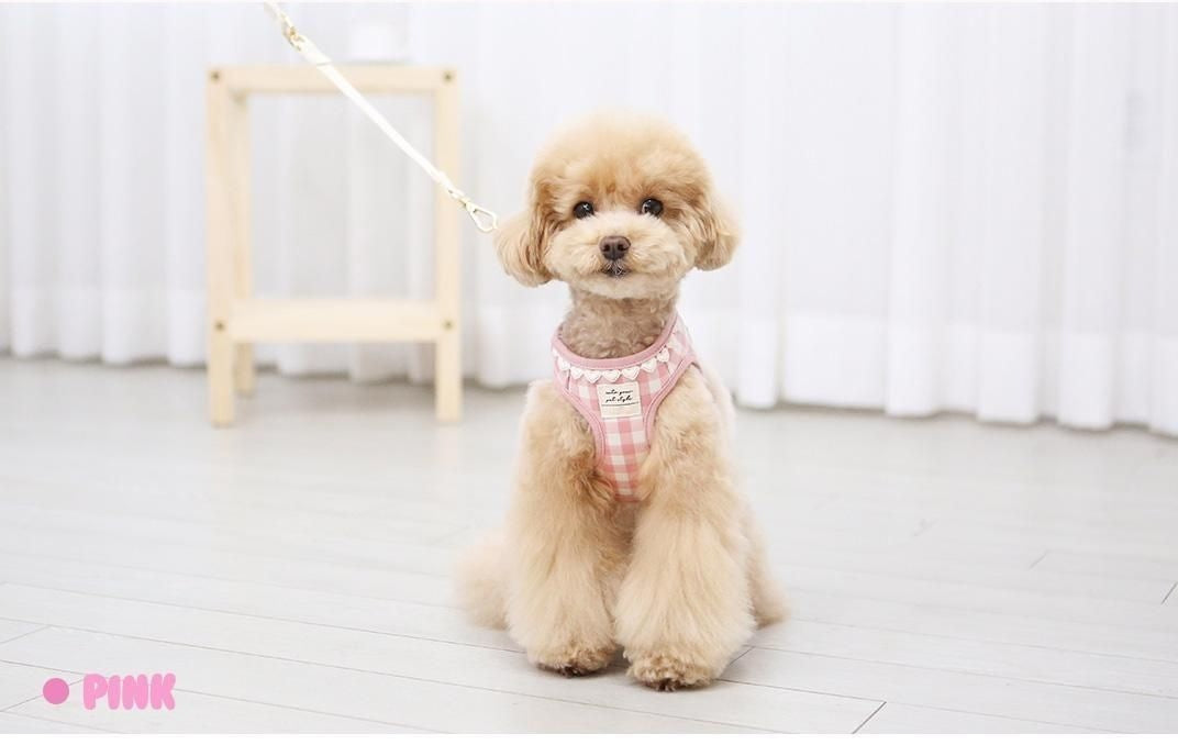 韓国版の中で小型の犬のテディは熊のコーキに比べて外出して犬を散歩します メガ割ワンピースパンツトートバッグ