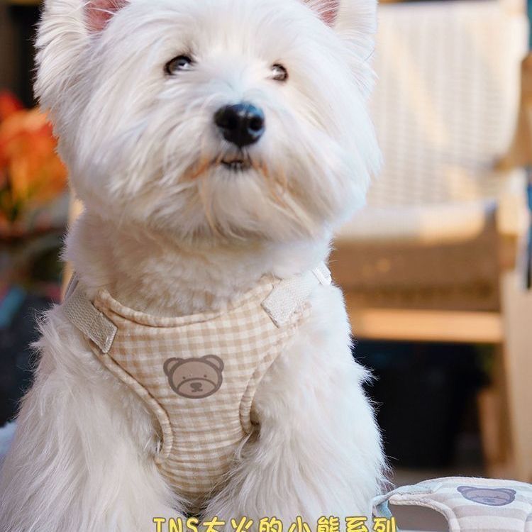 犬の韓国のかわいい熊のシリーズの胸のペットのテディは熊より外に出て胸の帯の牽引縄を持ちます