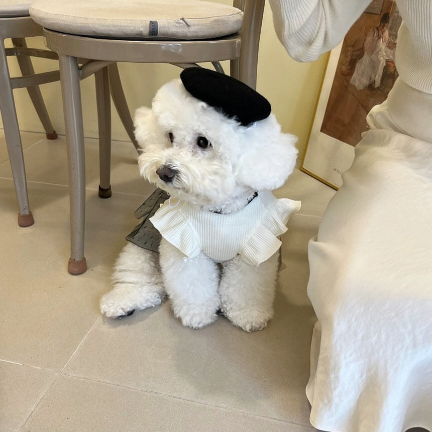 春夏新作 犬服 ペット服 犬 洋服 ペット 犬用品 小中型犬 春夏新作リボンスカート犬服ペット猫