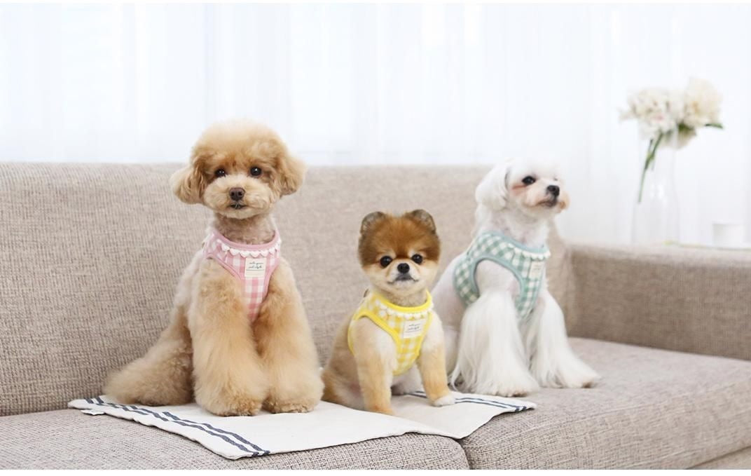 韓国版の中で小型の犬のテディは熊のコーキに比べて外出して犬を散歩します メガ割ワンピースパンツトートバッグ