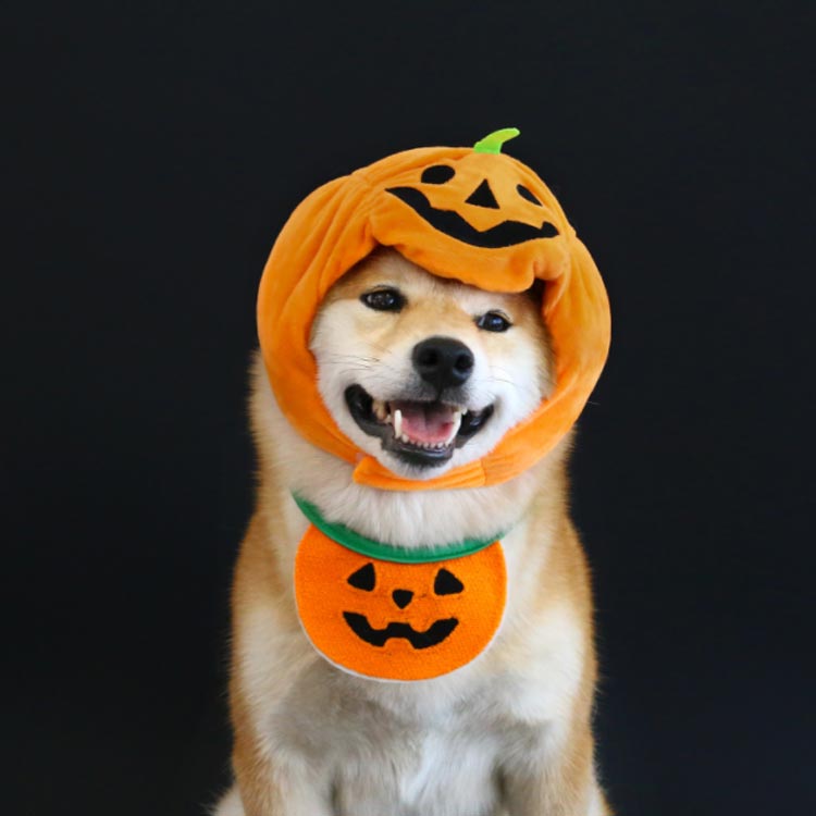タイムセール 服 衣装 犬 帽子 ハロウィン かぼちゃ パンプキン ペット 着ぐるみ スタイ 被り物 かぼちゃ帽子 コスプレ もしろ ハロウィン 帽子 コスチューム 幽霊 犬 猫 ドッグウェア ペット