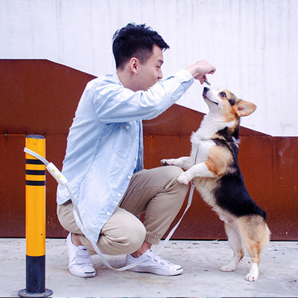 15日間のみ 犬 リード ワンタッチ固定 おしゃれ 犬 リード 可愛い リード 犬 リード長さ160cm 犬用リード 小型犬 中型犬 反射板 軽量 リード かわいい 犬のリード ペット用品 犬用品 ホ