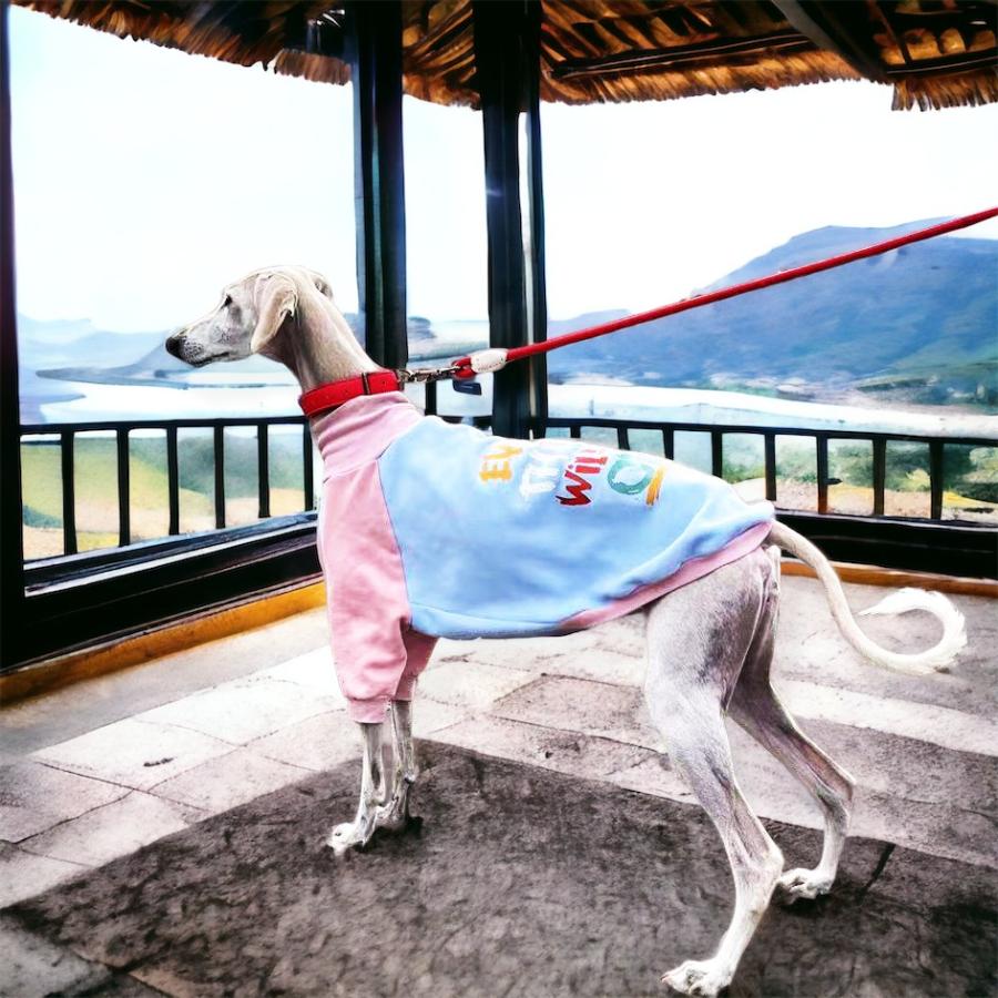 犬用品 かわいい いぬ 犬の首輪 首輪 柴犬 Mサイズ おしゃれ 毛挟まれ防止 犬 中型犬 革 くびわ 送料無料 ベーシック 犬首輪 ボーナスストア対象