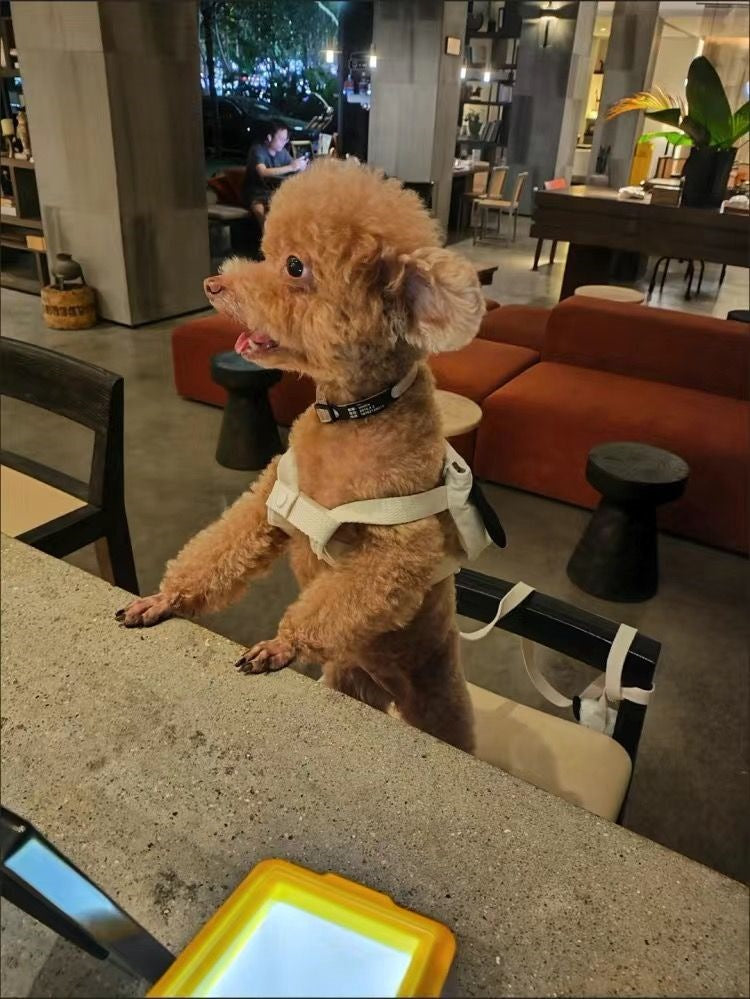 ペットの外出はかわいいですリュックサックの小型カバンは熊のテディの牽引紐の子犬の猫より可愛いです