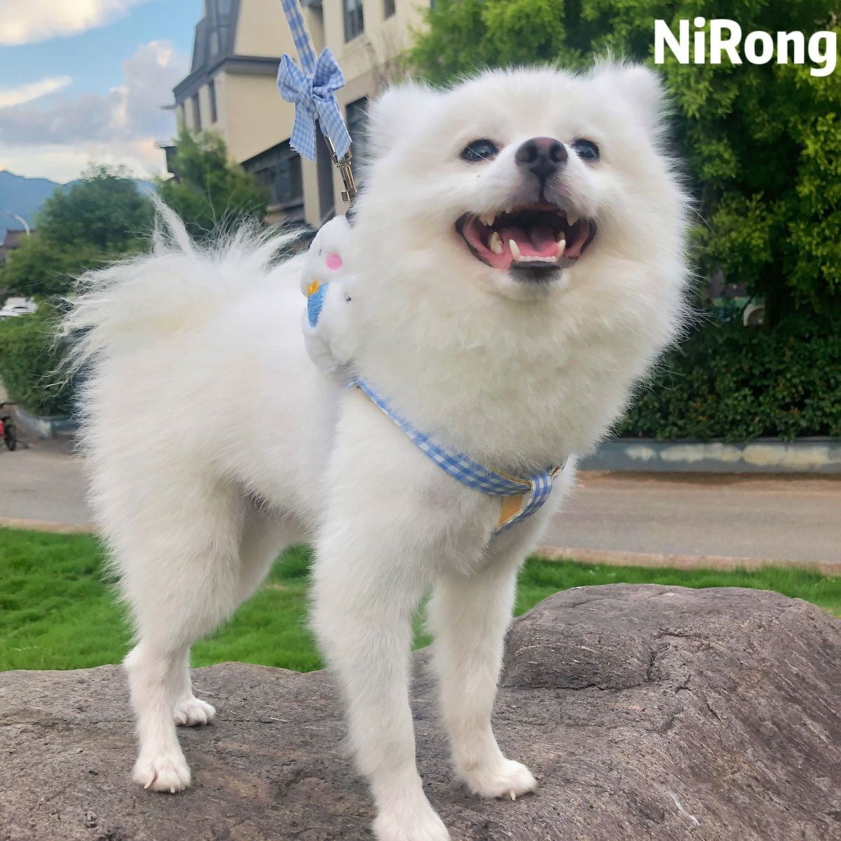 メガ割犬牽引ロープ漫画散歩犬牽引ロープ胸ストラップ屋外犬ロープ犬チェーン猫ロープ猫博美テディ963