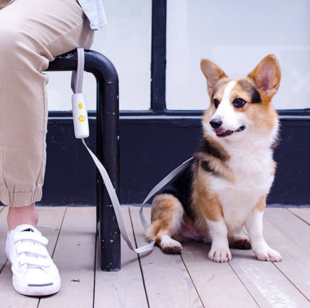 15日間のみ 犬 リード ワンタッチ固定 おしゃれ 犬 リード 可愛い リード 犬 リード長さ160cm 犬用リード 小型犬 中型犬 反射板 軽量 リード かわいい 犬のリード ペット用品 犬用品 ホ