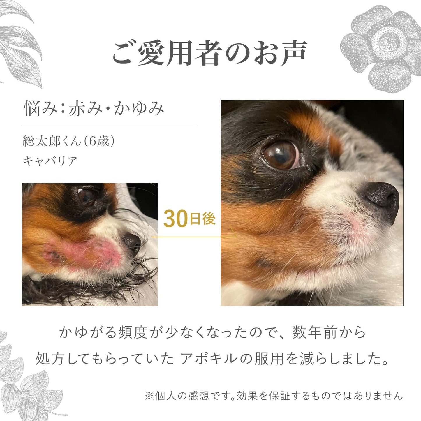 犬用 ゼリー サプリメント ペット用 被毛ケア 栄養ゼリー アナツバメの巣 保健成分 コラーゲン 糖鎖 シアル酸 保湿 水分補給 経口補水液 天然 無添加 さつまいも風味 国産 30本入 1本12g
