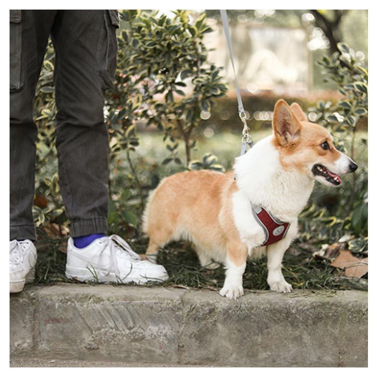 犬具 ハーネスリードセット 小型犬 ドッグ メッシュ ハーネスリード dog ベスト型 胴輪 犬用