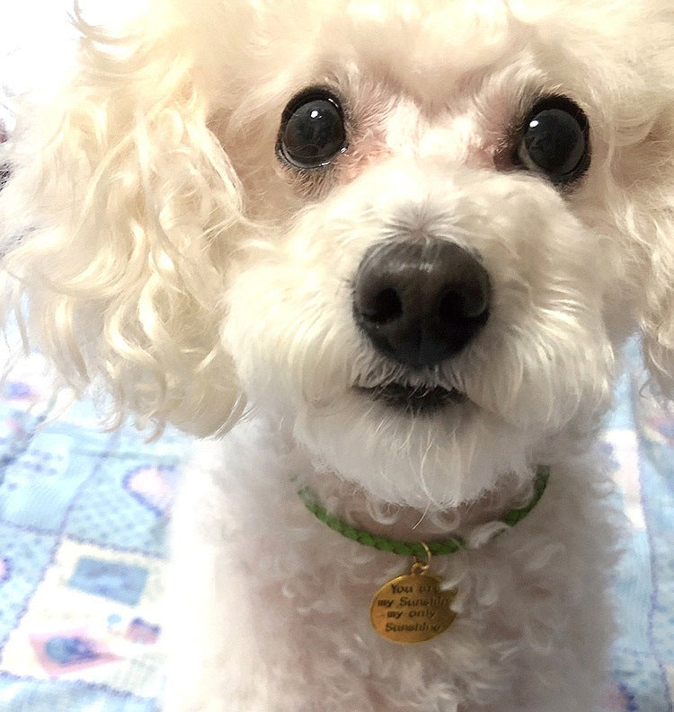 ハンドメイドオーダーメイド商品犬 首輪 おしゃれ 中型犬 小型犬 本革 かわいい 犬首輪 犬の首輪