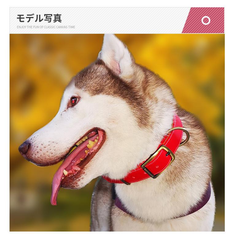 首輪 犬 ベーシック 毛挟まれ防止 犬首輪 革 おしゃれ かわいい 中型犬 犬の首輪 柴犬 いぬ く