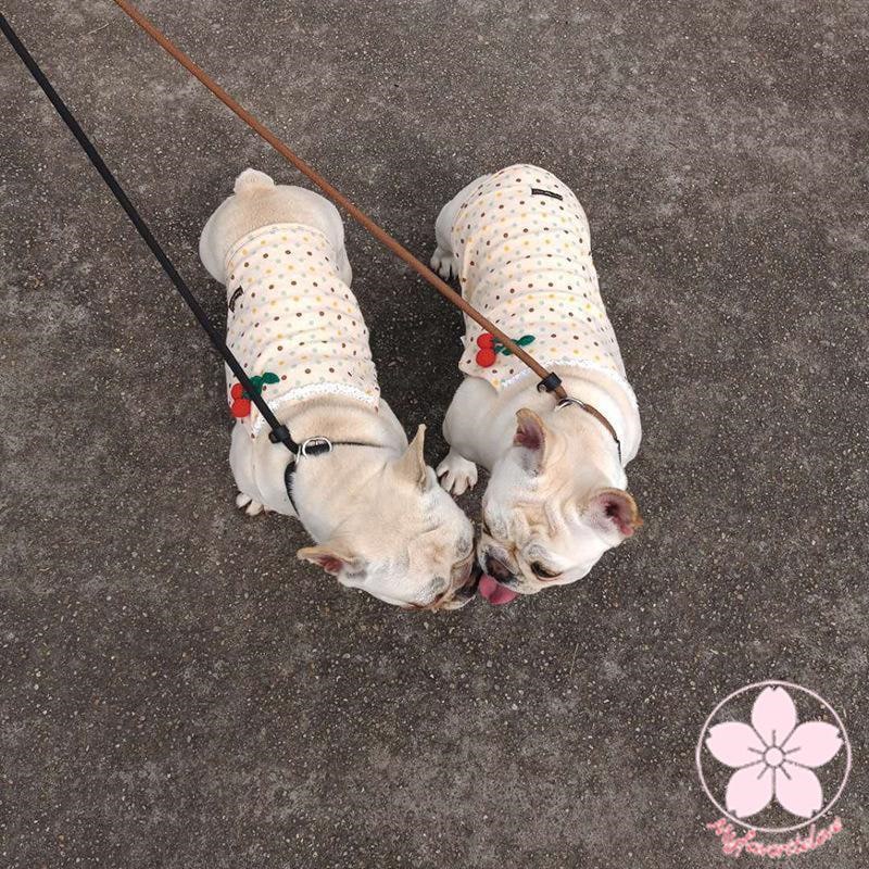新作登場 ペット 服 安い 犬 春 夏 長め 短め キャミソール かわいい 可愛い ハイブランド 猫 ドッグ ウェア