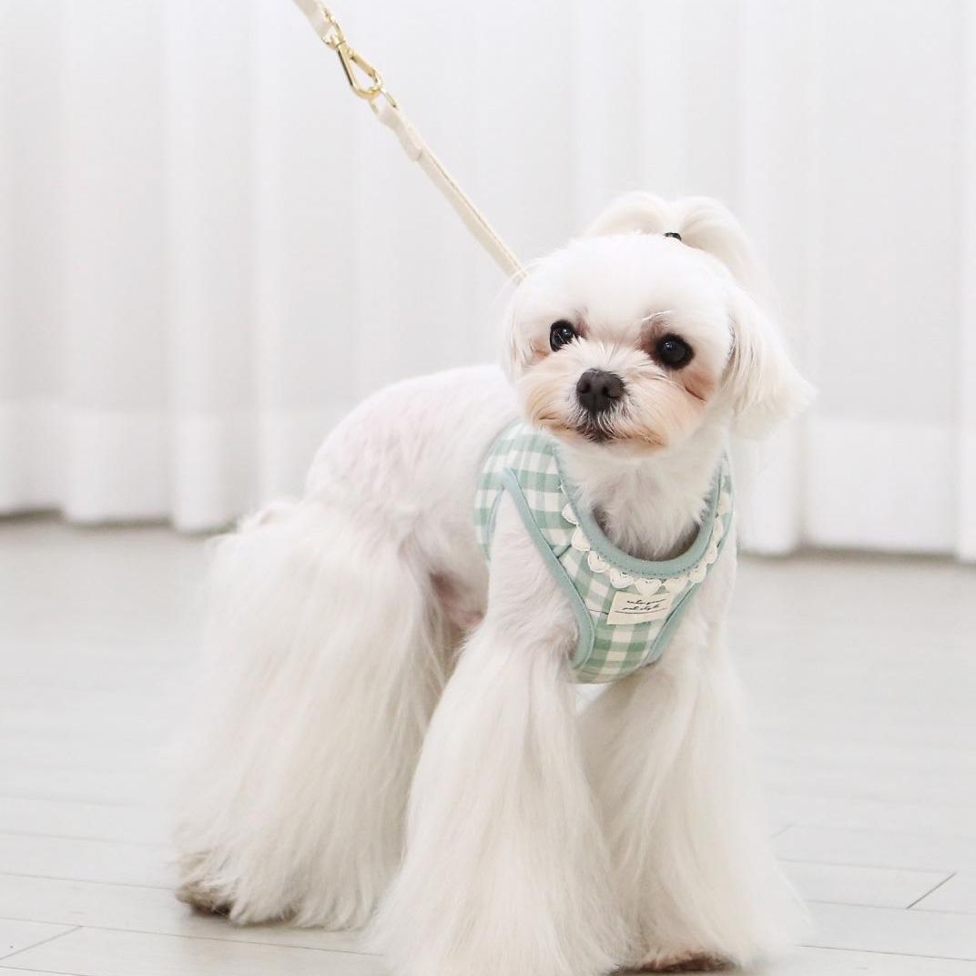 韓国版の中で小型の犬のテディは熊のコーキに比べて外出して犬を散歩します メガ割ワンピースパンツトートバッグ
