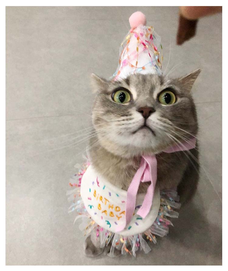 新作セール犬 バースデー よだれかけ 猫 かわいい スカーフ 小型犬 ペット用 ビブ 首飾り 誕生日 ハッピーバースデー ドッグウェア アクセサリー おしゃれ いぬ プレゼント ギフト スタイ ネコ