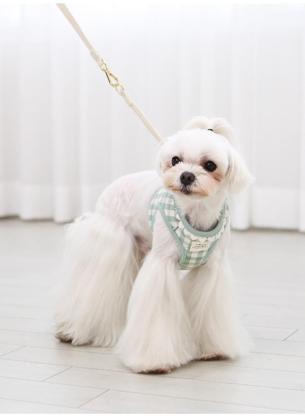 韓国版の中で小型の犬のテディは熊のコーキに比べて外出して犬を散歩します メガ割ワンピースパンツトートバッグ