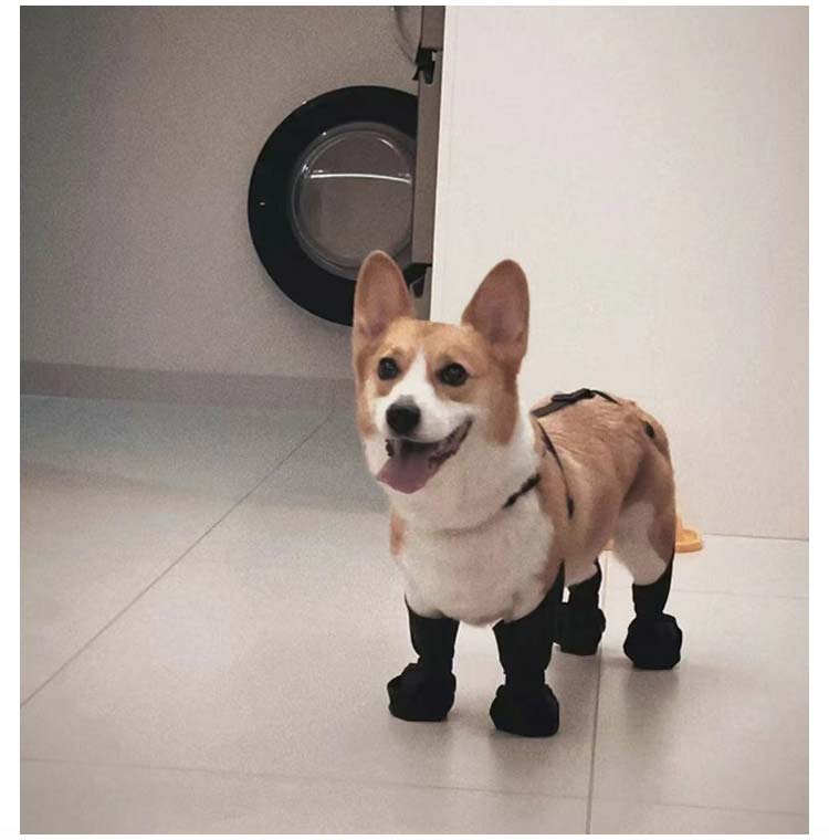 特売セール滑り止め 犬用ブーツ 犬用レッグカバー 肉球保護 四本足パンツ 犬用シューズ サスペンダー付き レッグカバー 脱げない 犬服 レインパンツ レインシューズ サスペンダー付き犬用パンツ 屋外