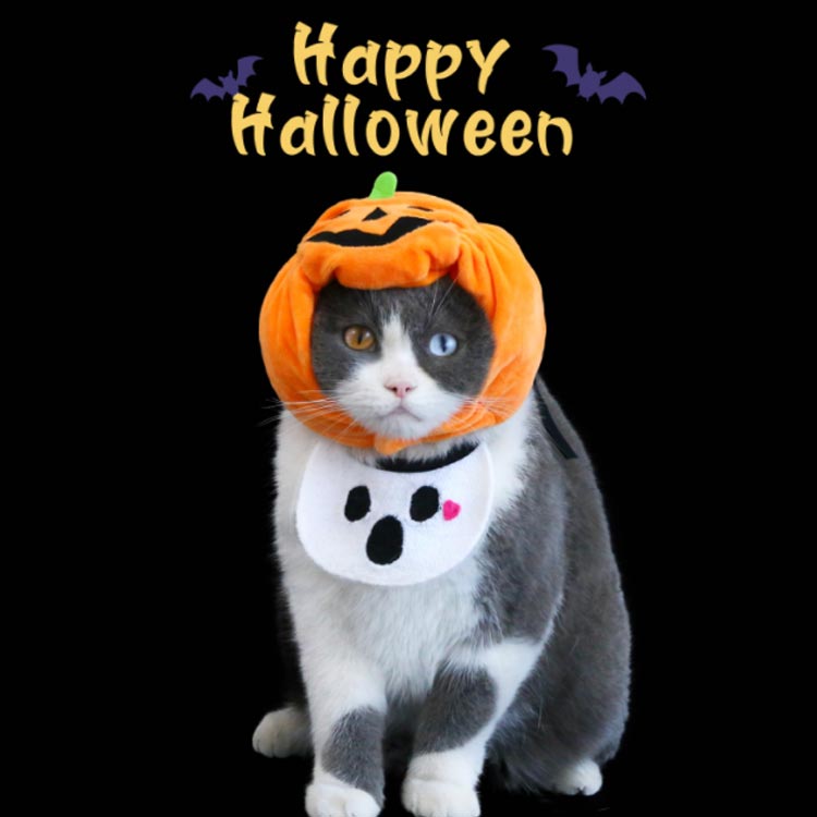タイムセール 服 衣装 犬 帽子 ハロウィン かぼちゃ パンプキン ペット 着ぐるみ スタイ 被り物 かぼちゃ帽子 コスプレ もしろ ハロウィン 帽子 コスチューム 幽霊 犬 猫 ドッグウェア ペット