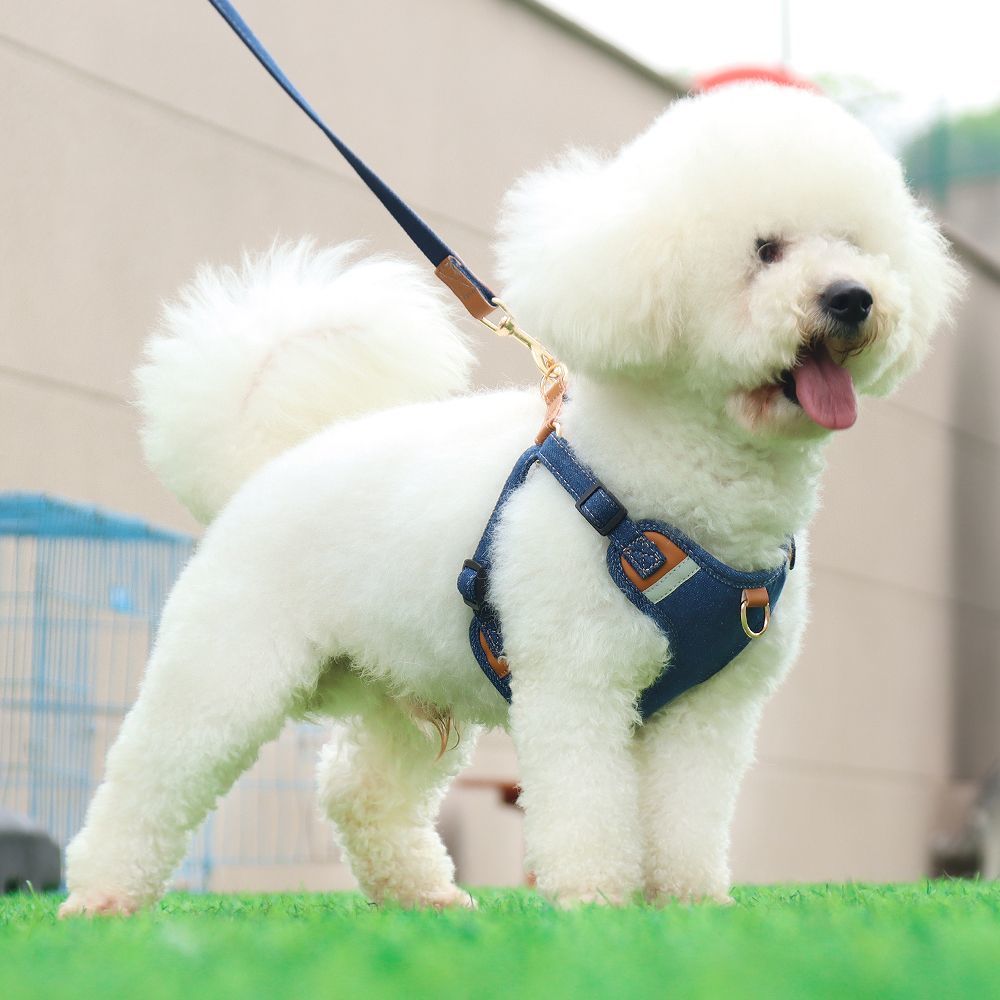 犬の牽引紐の中の小型犬の胸のストラップは光を反射して犬の縄を散歩します