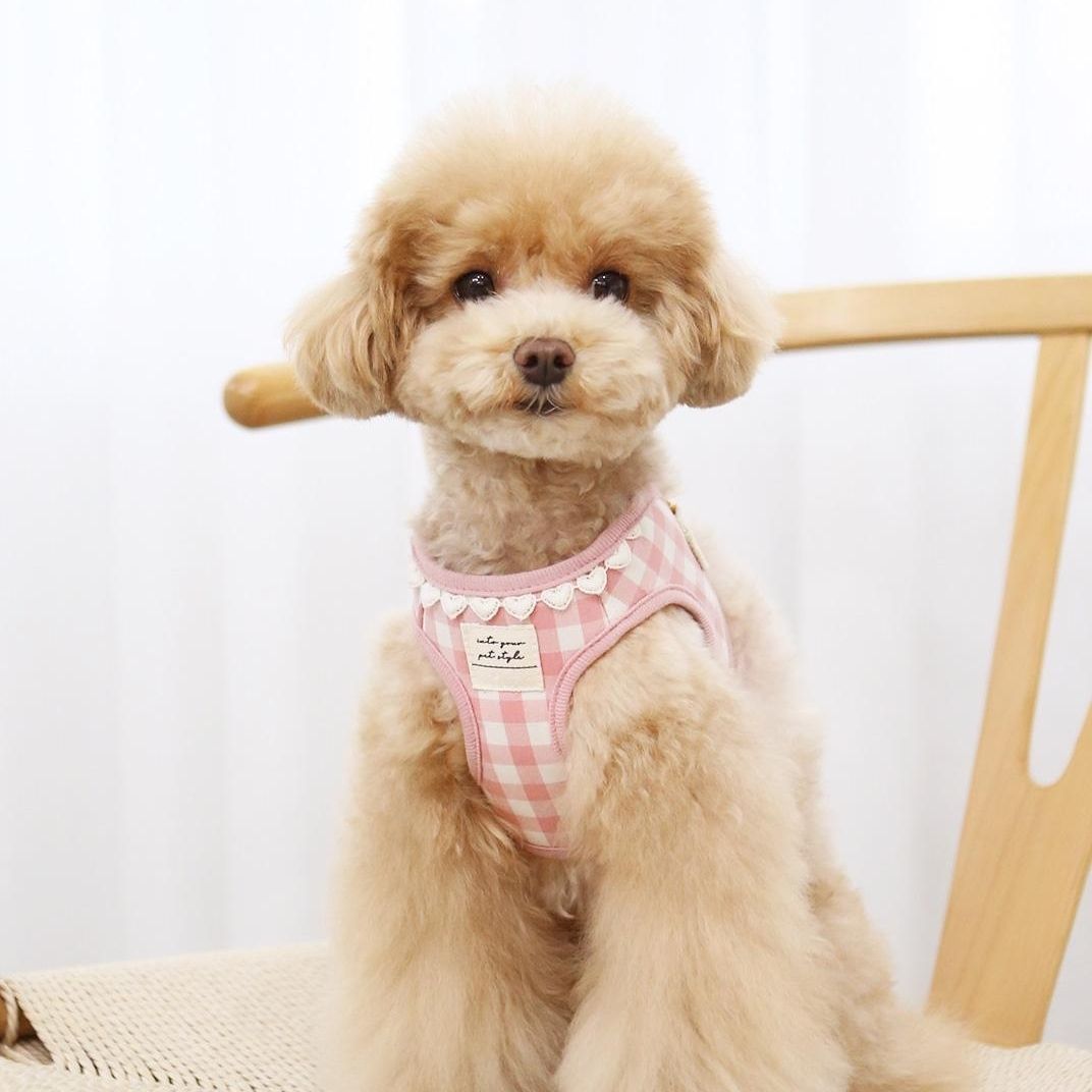 韓国版の中で小型の犬のテディは熊のコーキに比べて外出して犬を散歩します メガ割ワンピースパンツトートバッグ