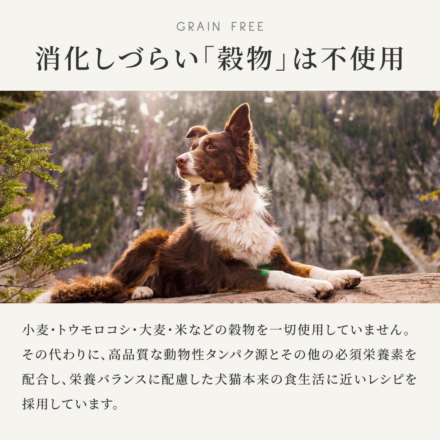 ドッグフード チキン (2kg) ドライフード 全犬種・全年齢 対応 【着色料・香料不使用 グレインフリー】