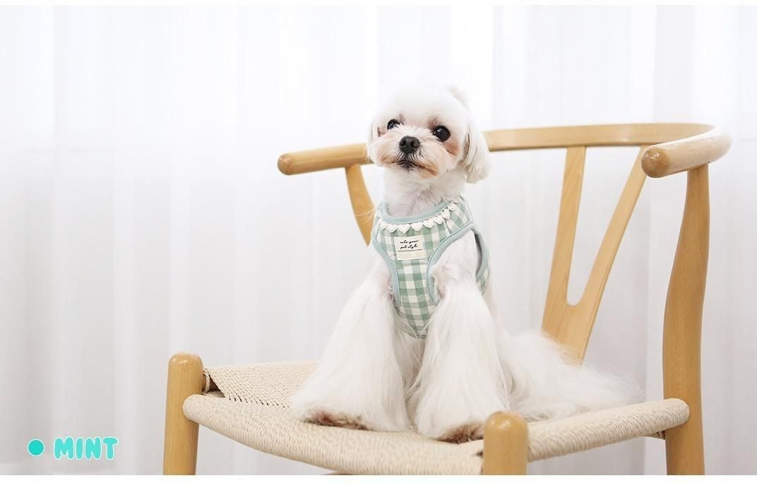 韓国版の中で小型の犬のテディは熊のコーキに比べて外出して犬を散歩します メガ割ワンピースパンツトートバッグ