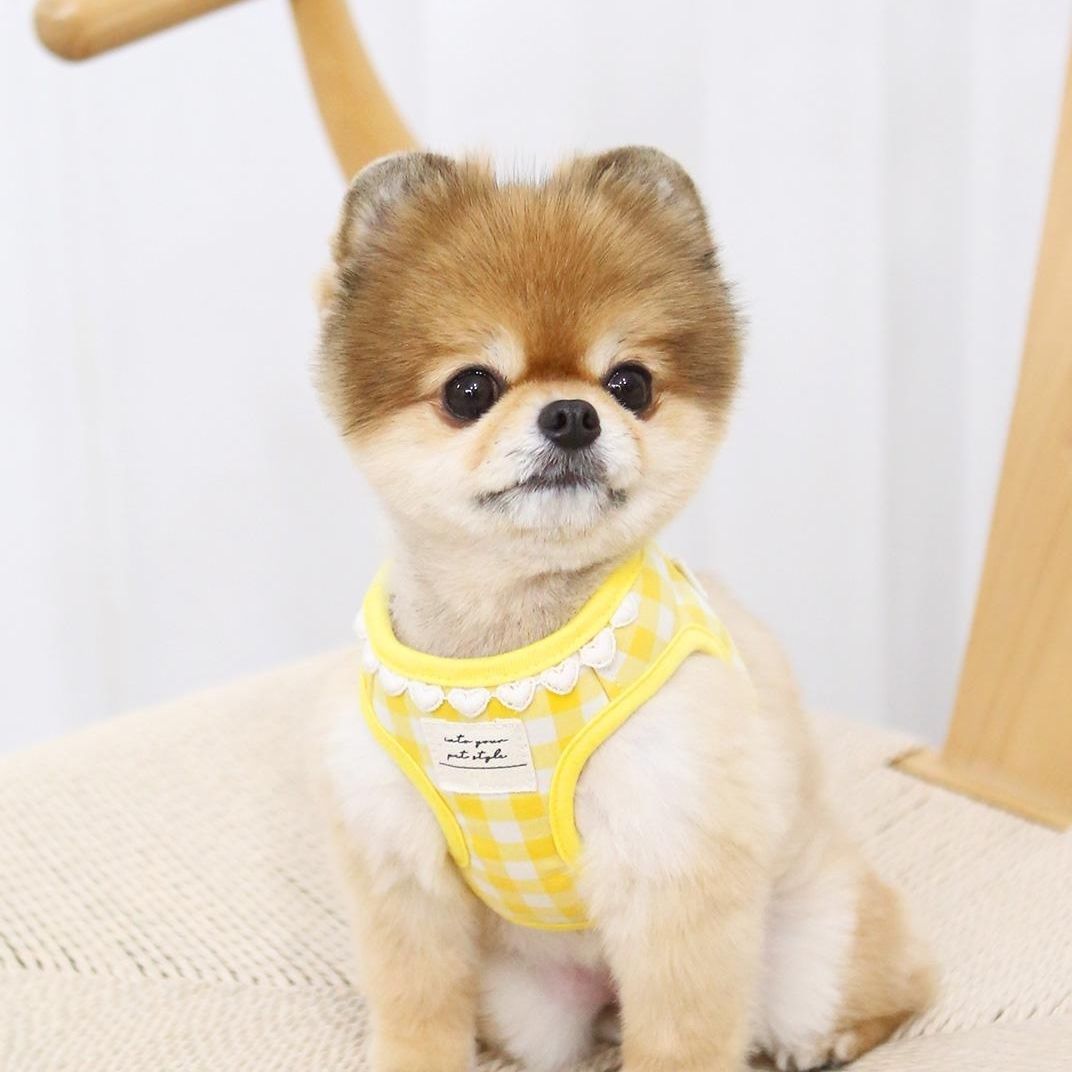 韓国版の中で小型の犬のテディは熊のコーキに比べて外出して犬を散歩します メガ割ワンピースパンツトートバッグ