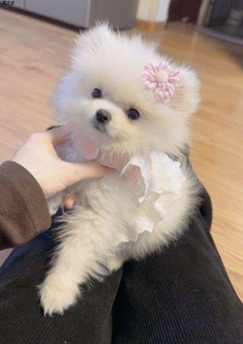 韓国ペット猫犬レース蝶結び子犬胸ストラップ牽引ロープテディ外出レースロープ
