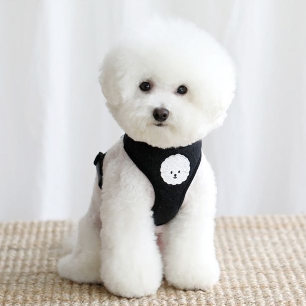 韓国版の中で小型の犬のテディは熊のコーキに比べて外出して犬を散歩します