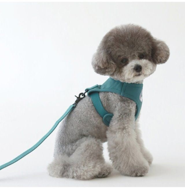 韓国版の中で小型の犬のテディは熊のコーキに比べて外出して犬を散歩します