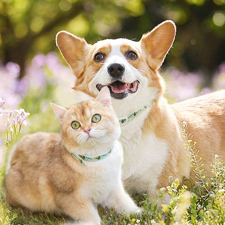 ペット用 首輪 ノミ取り ダニ取り猫用 小型犬 中型犬 大型犬 S M L ノミとり 蚊よけ首輪 防虫 虫除け用品 猫用品 ネコちゃん ワンちゃん 衛生用品 のみとり マダニとり 犬用品 ペット用品