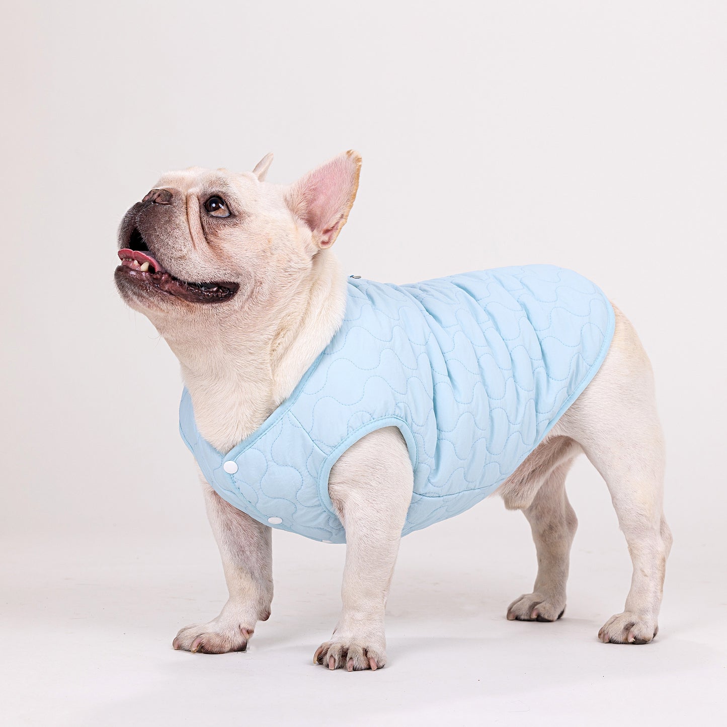 人気ペット服 犬の服 ペットの服 秋冬 ブルドッグモデル ブルドッグ 4色 コットンベスト