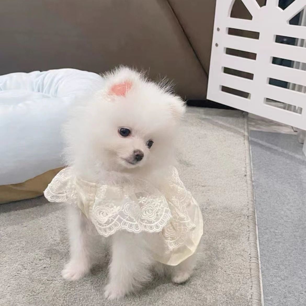春夏新作 犬服 ペット服 犬 洋服 ペット 犬用品 小中型犬 犬 スカート 子犬 夏 春秋 服 ペット 小型犬 猫 薄い部分