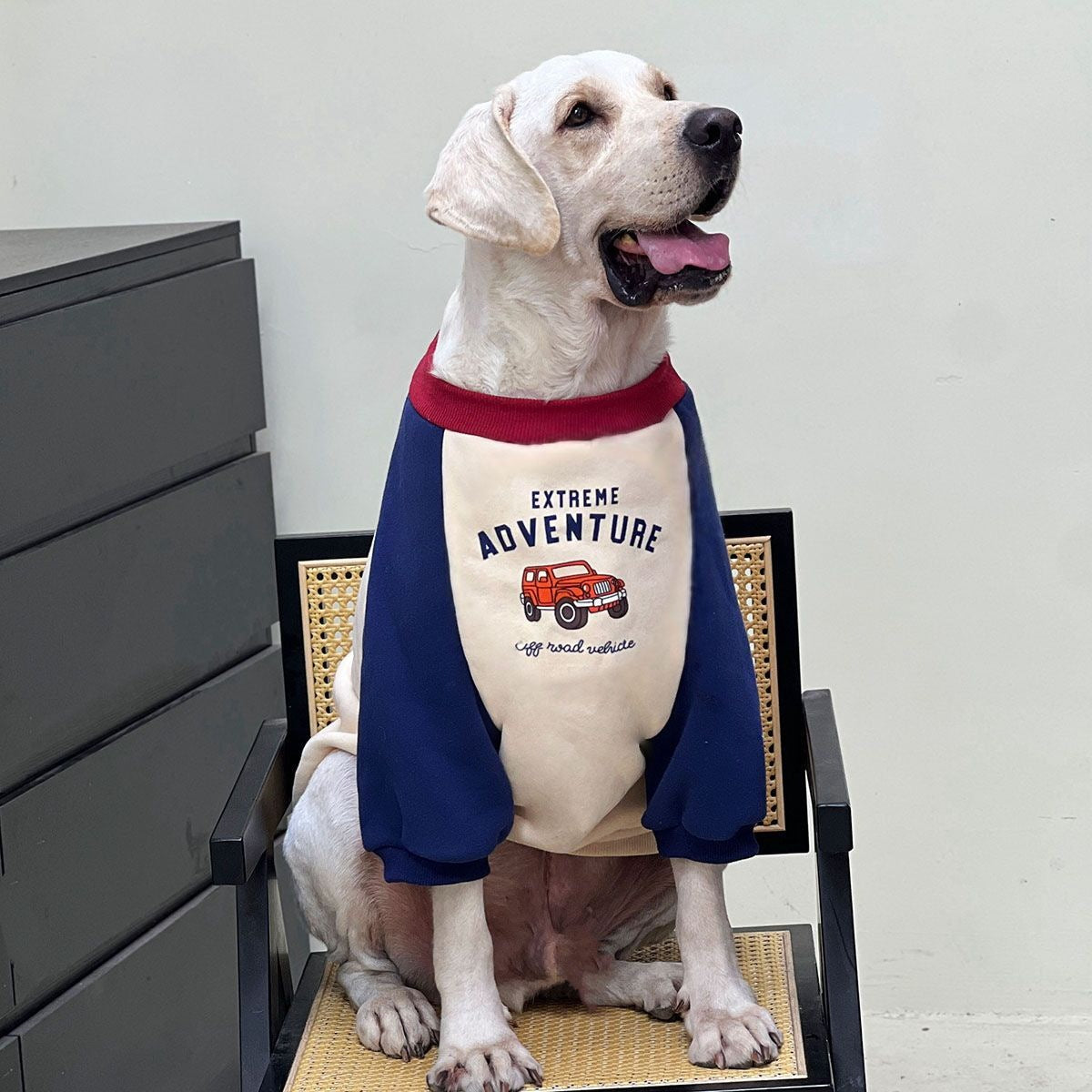 ペット 猫 犬の服 秋と冬 シュナウザーの服 パッチワーク タイド スウェット テディ ビションフリーゼ 犬 服 犬の服 犬 洋服 犬の服夏 犬洋服