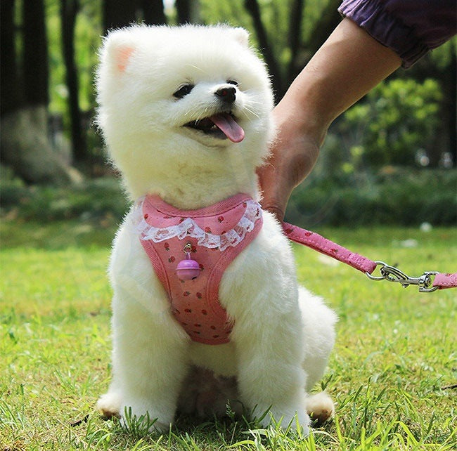 ペット用品犬の服犬用ハーネスリード3色カモフラージュストロベリーレースかわいいファッショナブルな安全482