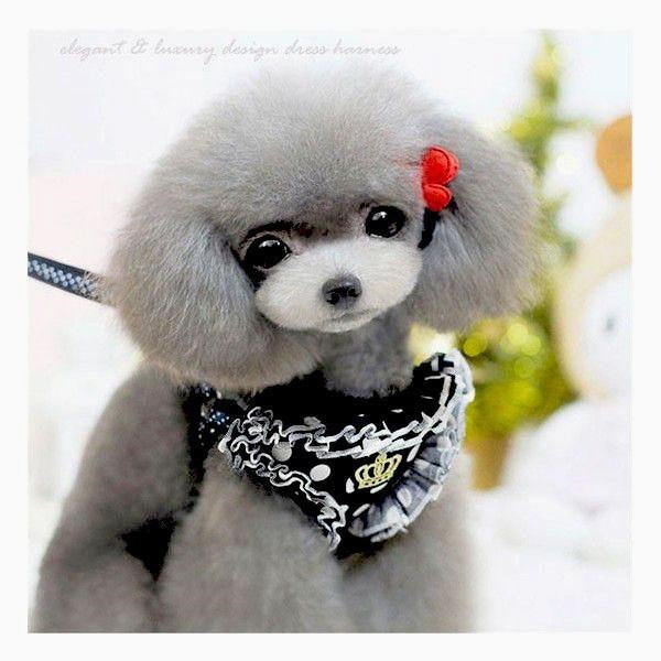 犬 ハーネス 犬ハーネスリードセット 犬のハーネスリードセット 犬用ハーネス おしゃれ 犬 服 犬服 ドレス ワンピース 小型犬 中型犬 脱げない 犬の服 胴輪