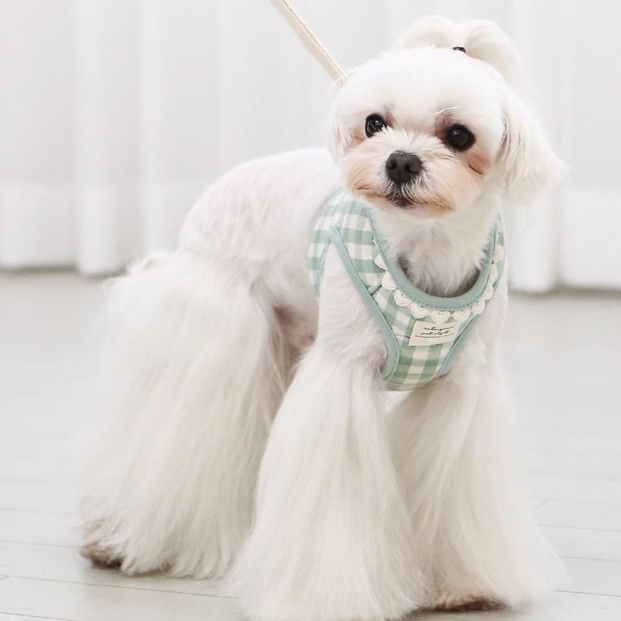 韓国版の中で小型の犬のテディは熊のコーキに比べて外出して犬を散歩します メガ割ワンピースパンツトートバッグ