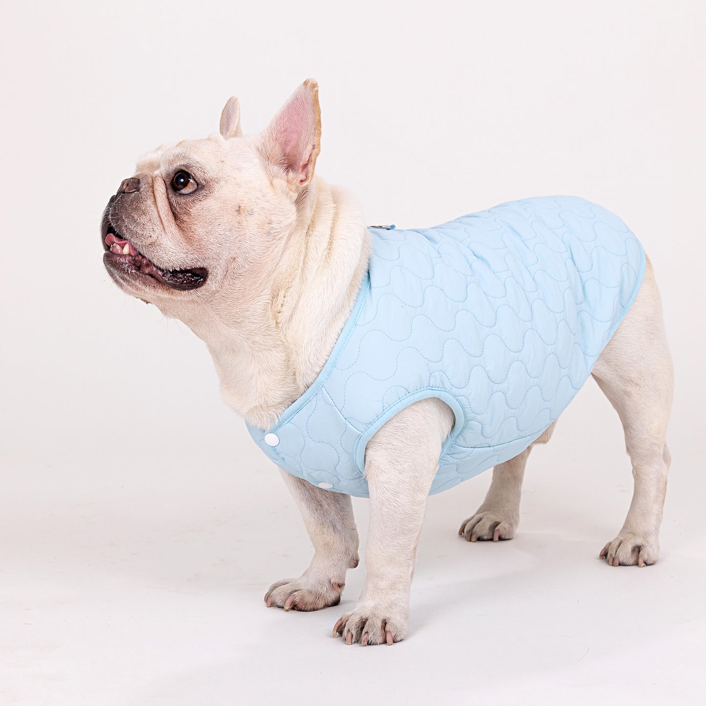 人気ペット服 犬の服 ペットの服 秋冬 ブルドッグモデル ブルドッグ 4色 コットンベスト