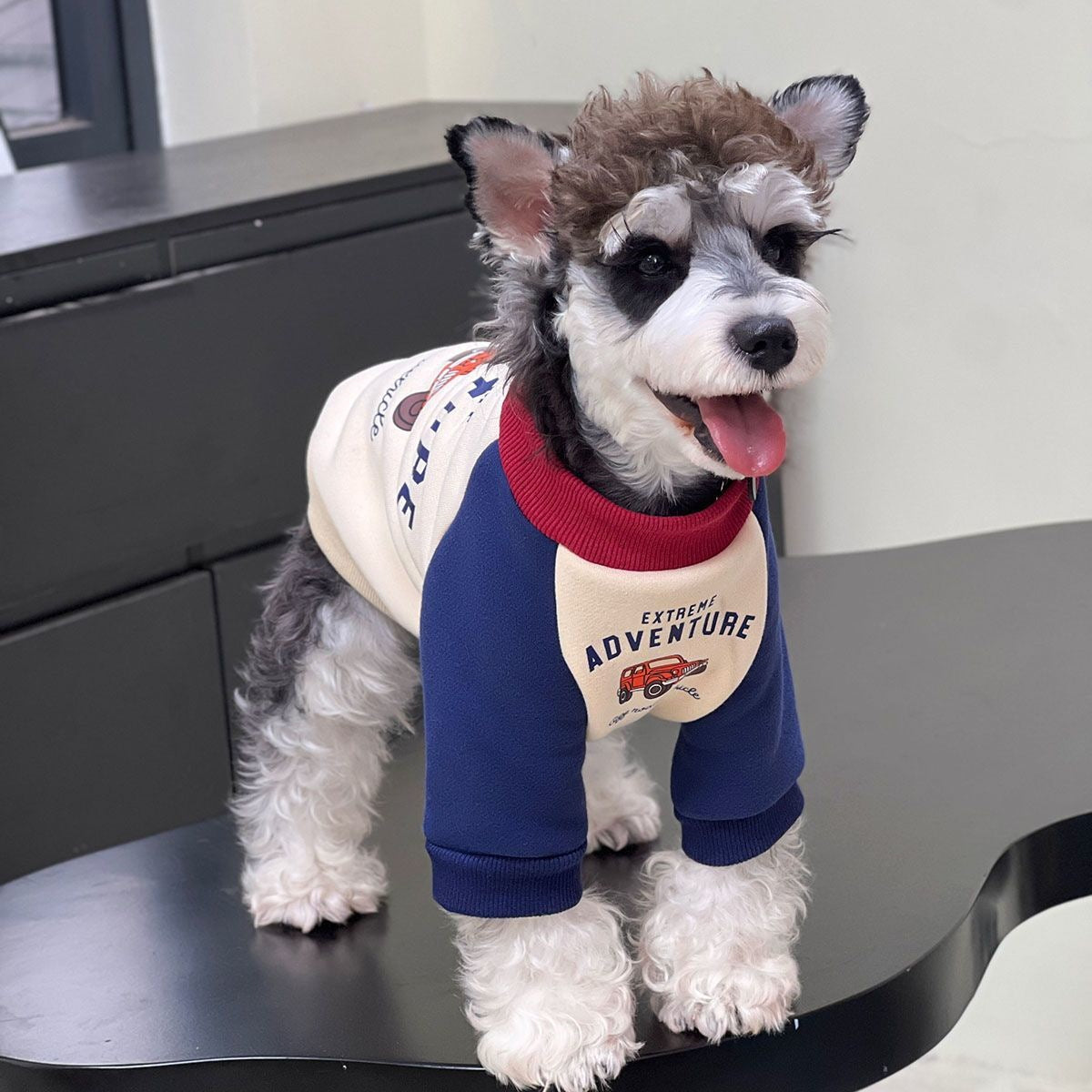 ペット 猫 犬の服 秋と冬 シュナウザーの服 パッチワーク タイド スウェット テディ ビションフリーゼ 犬 服 犬の服 犬 洋服 犬の服夏 犬洋服