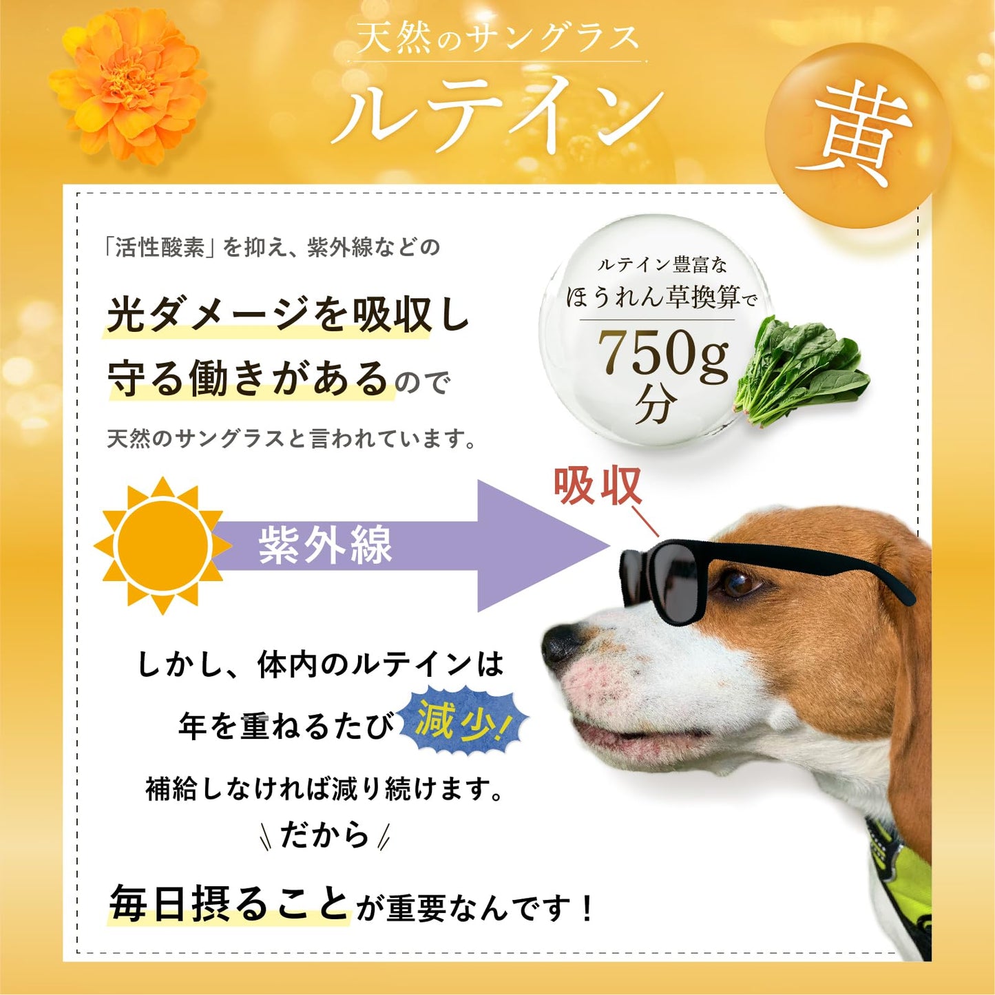 犬 サプリ シニア犬 目 瞳 頭 関節 獣医師大絶賛 国産 無添加 プロテオグリカン ルテイン フェルラ 酸 60粒