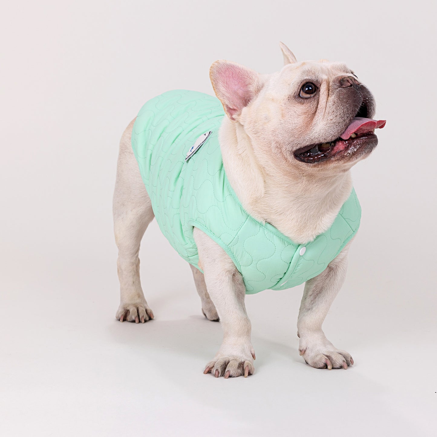人気ペット服 犬の服 ペットの服 秋冬 ブルドッグモデル ブルドッグ 4色 コットンベスト