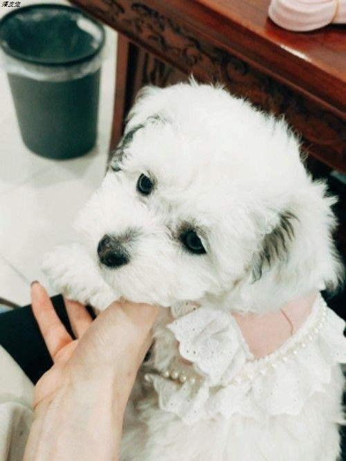 韓国ペット猫犬レース蝶結び子犬胸ストラップ牽引ロープテディ外出レースロープ メガ割ワンピースパンツトートバッグ