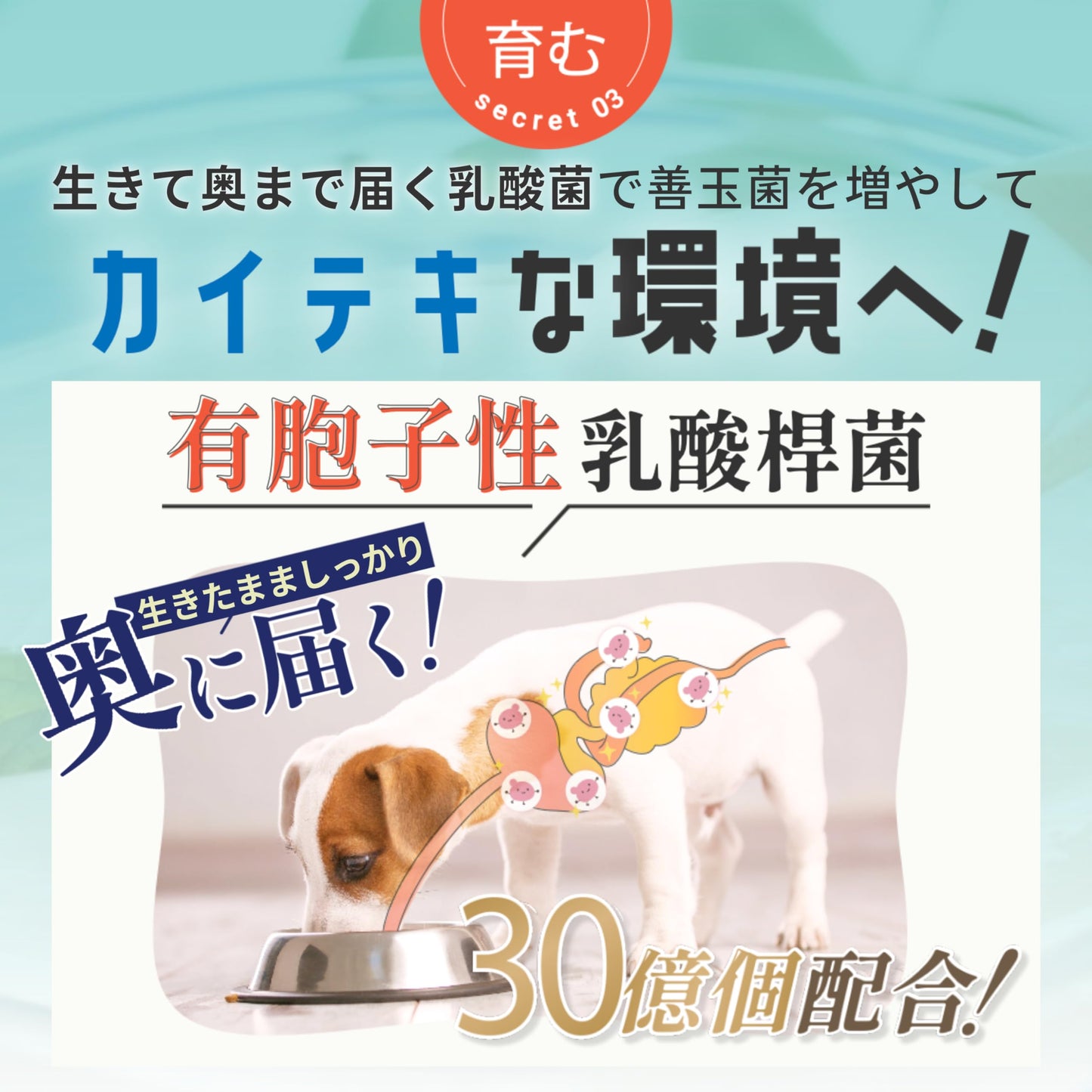 【獣医師監修】 あいこな 犬 サプリ 腸活 腸内環境 整腸 皮膚 お腹の健康維持 犬 猫 乳酸菌 モリンガ 食物繊維 酵素 サプリメント 60g